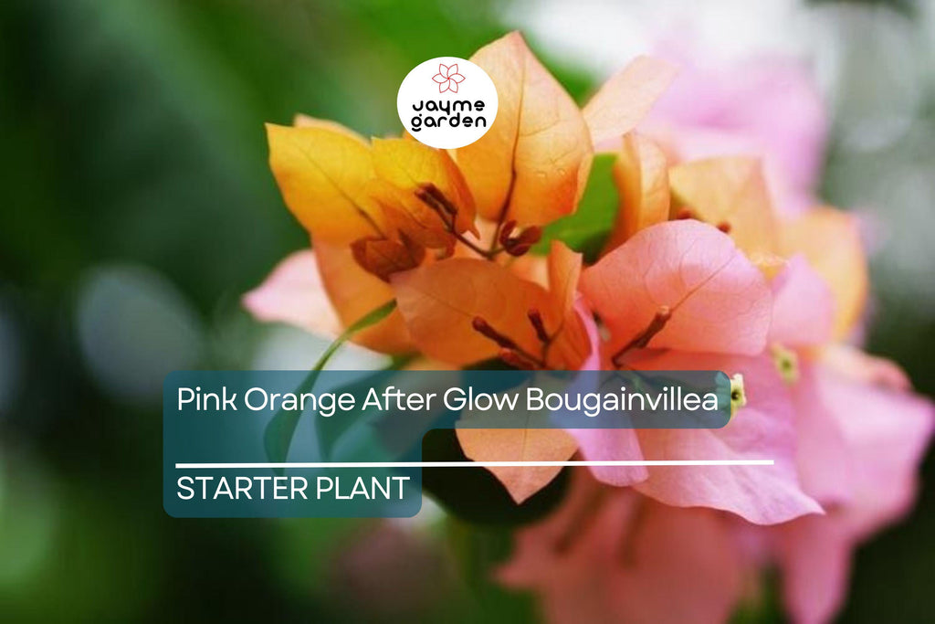 Organic Pink Orange Afterglow Bougainvillea Cuttings (12) - Rare Cerise Pink Red Blooms, Fast Growing, Drought Resistant, Root Guaranteed