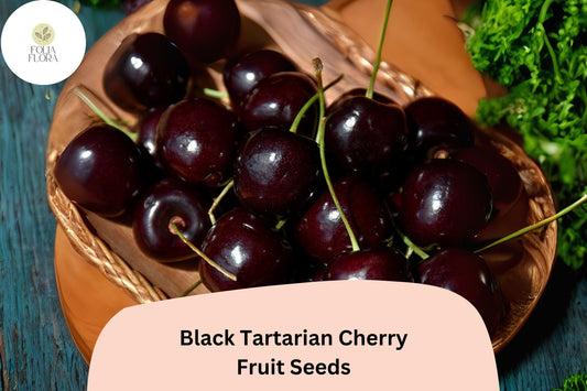 10+ Black Tartarian Cherry Seeds | Sweet Dark Cherry Tree Seeds for Garden Planting | Early-Season Fruit Tree Seeds