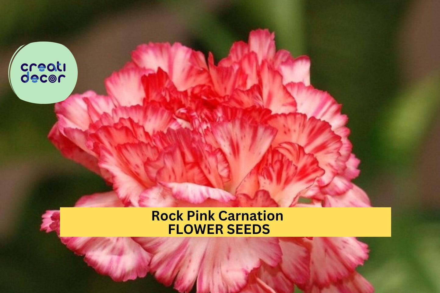 200+ Rock Pink Carnation Seeds – Fragrant Pink Blooms for Garden Planting, Hardy Perennials for Borders & Bouquets – USA