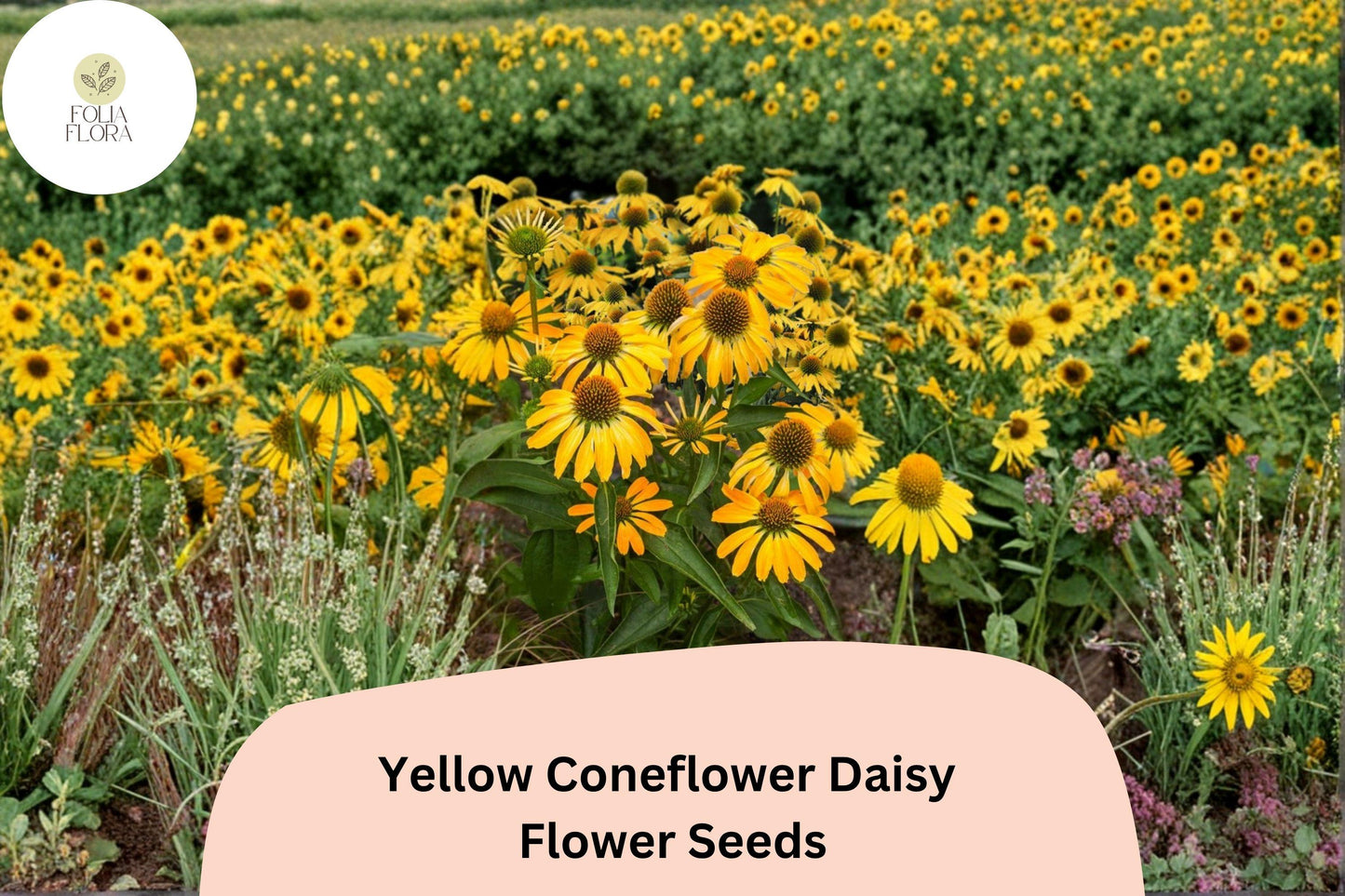 200+ Yellow Coneflower Daisy Seeds | Echinacea paradoxa | Golden Blooms | Hardy Perennial Flower for Pollinator Gardens