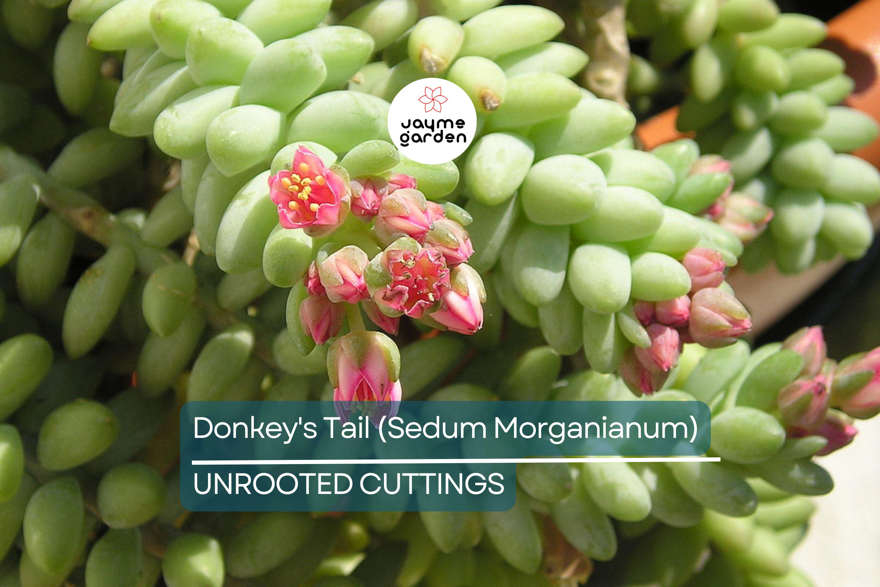 5" Donkey's Tail Succulent Cuttings (Sedum Morganianum) | 3 Fresh Burro’s Tail Cuttings | Trailing Succulent | Easy-Care Houseplant