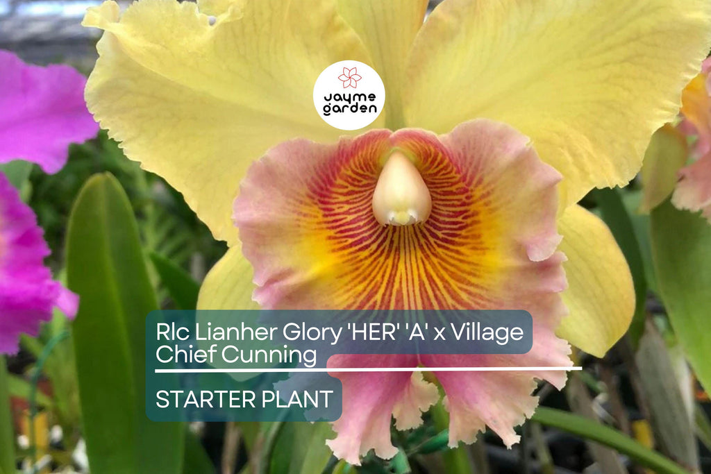 Rlc Lian Her Glory 'HER' x Village Chief Cunning Orchid | Live Tropical Cattleya Starter Plant in 3" Pot | Vibrant Yellow Blooms