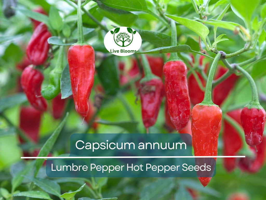 250 mg Seeds Lumbre Pepper – Capsicum annuum | Spicy Hot Pepper Variety for Planting, Gardening & Bold Culinary Harvest