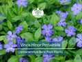 10 Vinca Minor Periwinkle Plants - Bareroot Evergreen Ground Cover - Hardy Trailing Perennial - Catharanthus minor / Creeping Myrtle