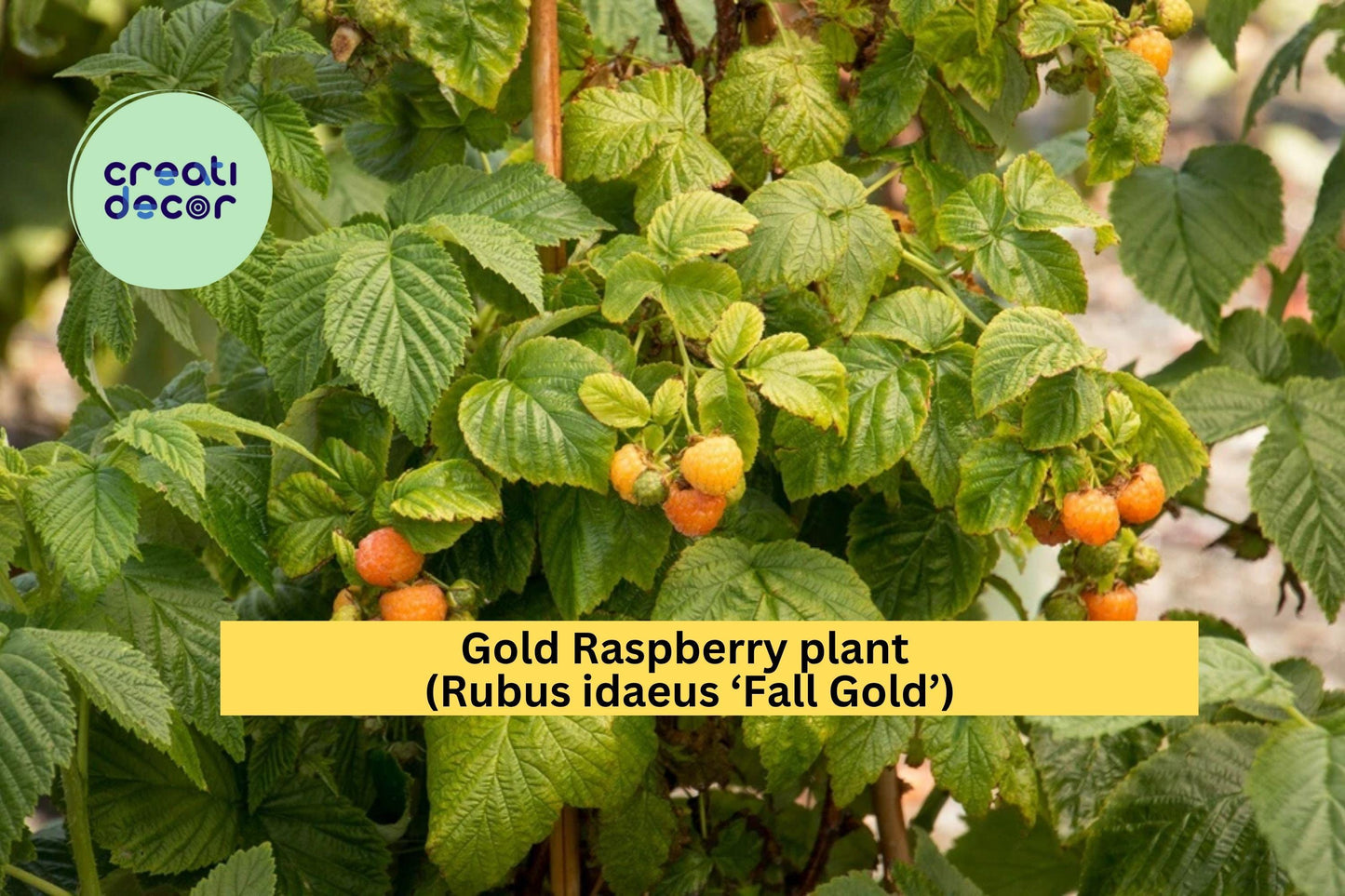 Fall Gold Raspberry Plant | Rubus idaeus ‘Fall Gold’ | 1 Live Rooted Perennial Berry Plant | Zones 3-8
