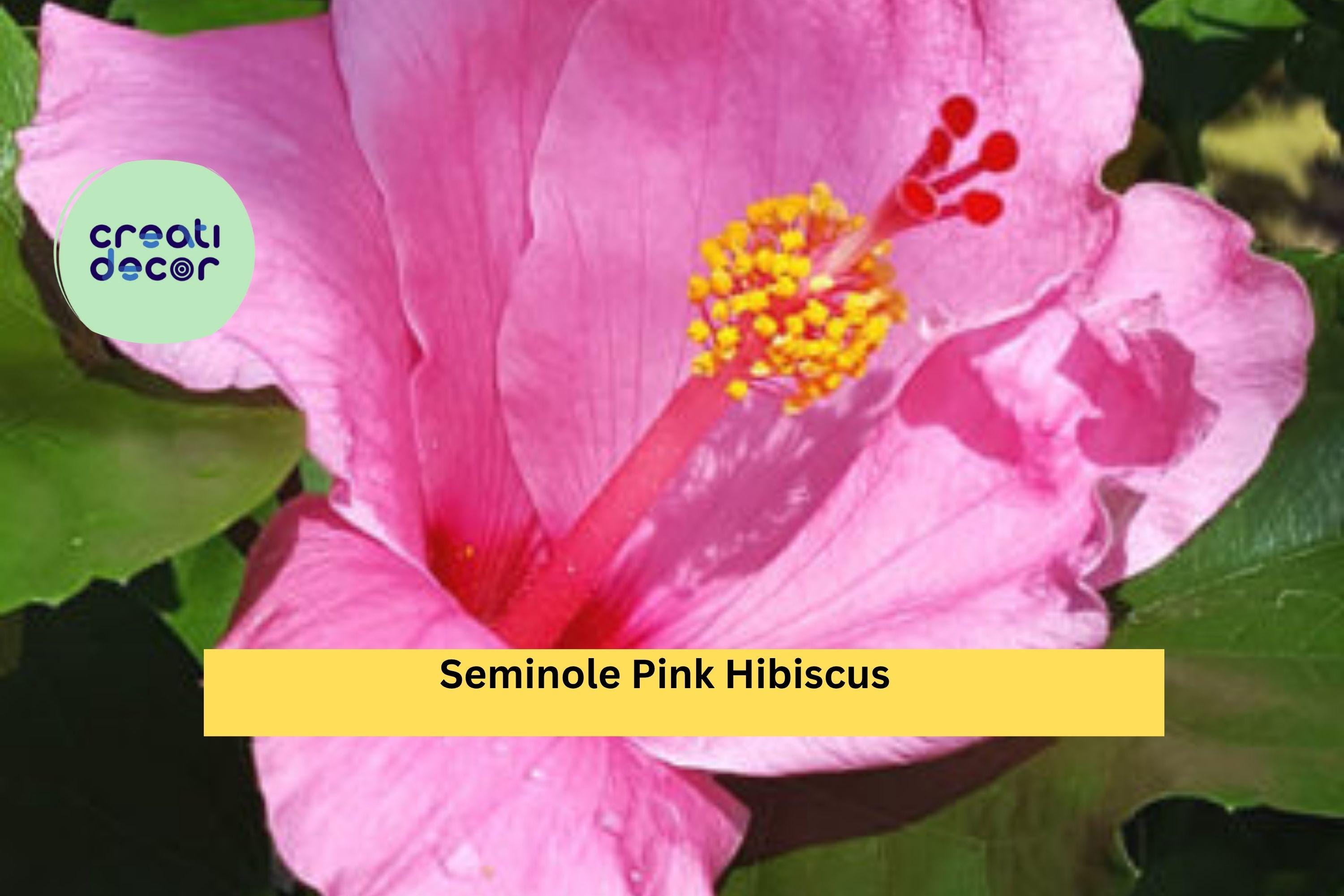 Seminole Pink Hibiscus Live Plant – Hibiscus rosa-sinensis – 5” Tall Starter, Tropical Flowering Shrub for Garden or Patio