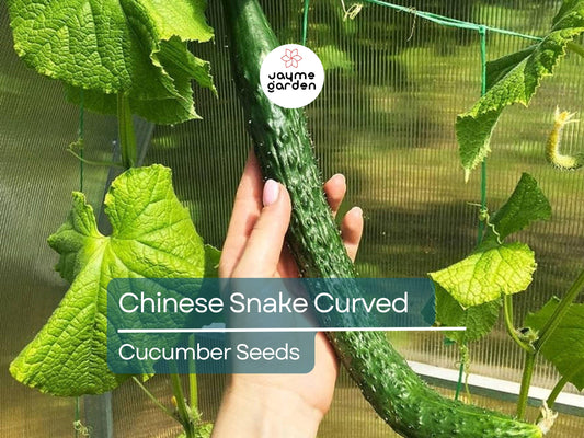 10 Seeds Chinese Snake Cucumber | Curved Heirloom Cucumber Seeds for Planting | Crisp & Refreshing | Heat Tolerant | Unique Long Shape