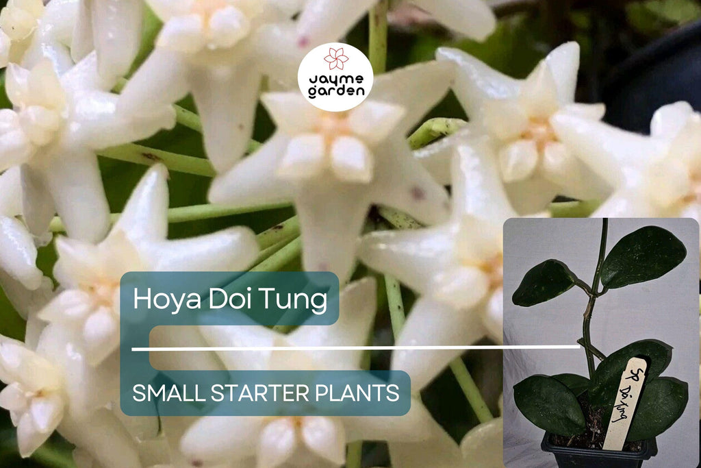 Hoya Doi Tung Starter Plant - Well Rooted 7-10 Inches Tall, White Fragrant Flowers - Exotic Tropical Houseplant for Indoor & Outdoor Spaces