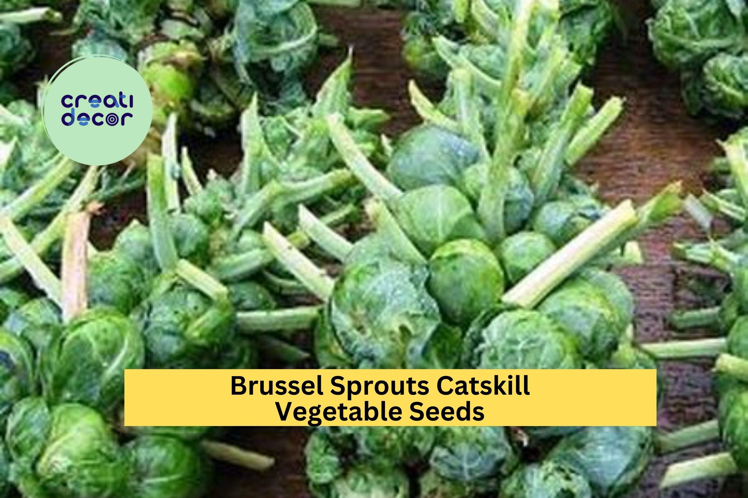 3pcs x 1g Brussels Sprouts Catskill Seeds – Heirloom Variety for Garden Beds, Raised Rows, or Container Growing Seeds for Planting