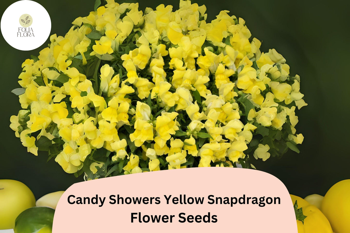 Candy Showers Yellow Snapdragon Seeds (Antirrhinum majus) | 1000+ Seeds | Cascading Yellow Blooms for Gardens & Hanging Baskets