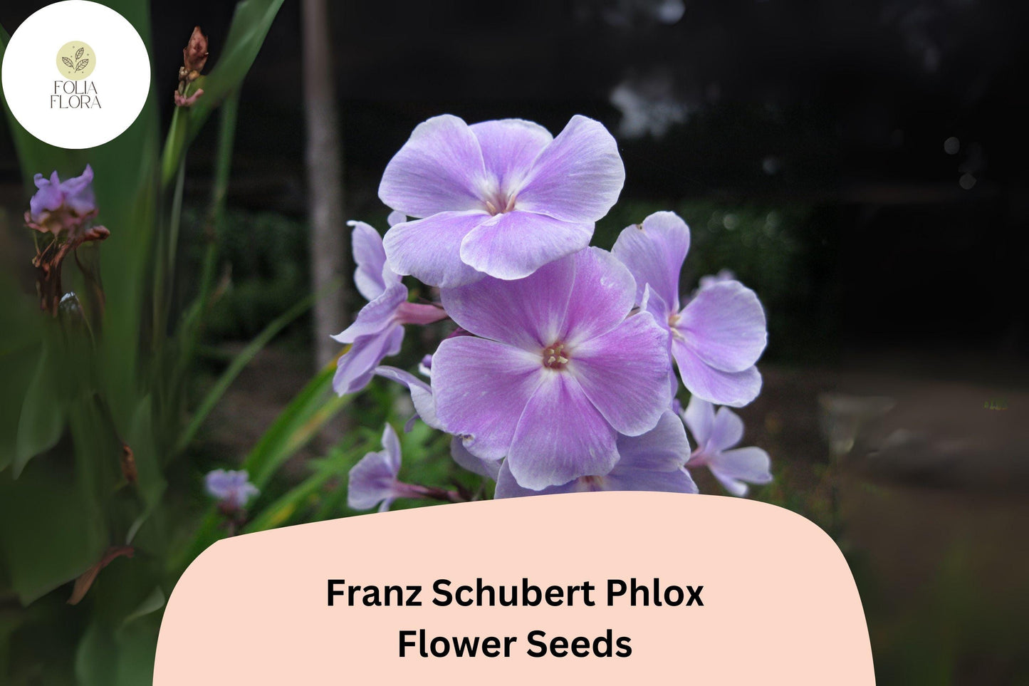 100+ Franz Schubert Phlox Seeds – Soft Lavender Blooms, Perennial Phlox paniculata
