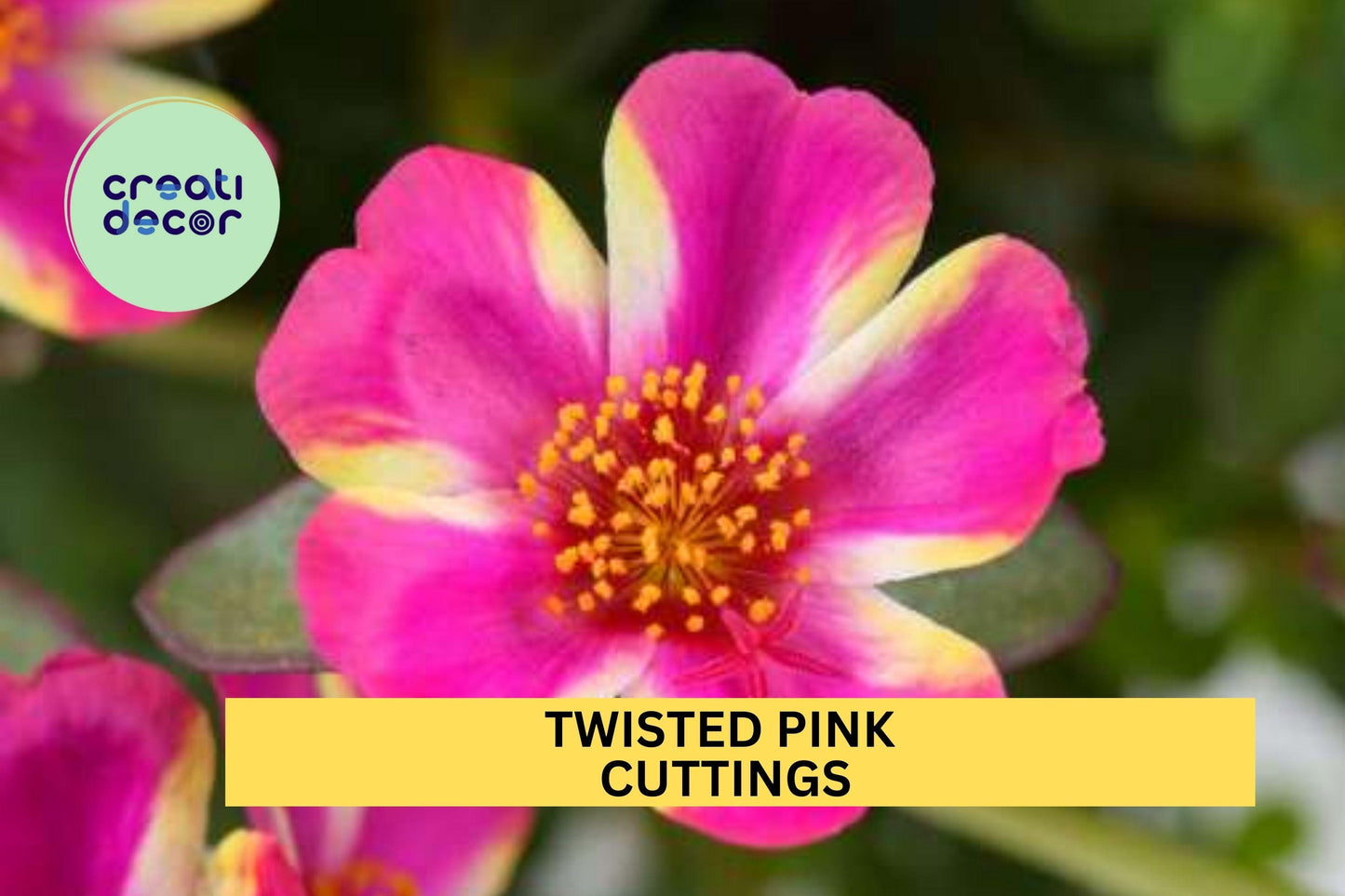 5 Twisted Pink Portulaca Cuttings – Purslane Flowering Plant for Containers, Beds & Rock Gardens – Easy to Root – USA Seller
