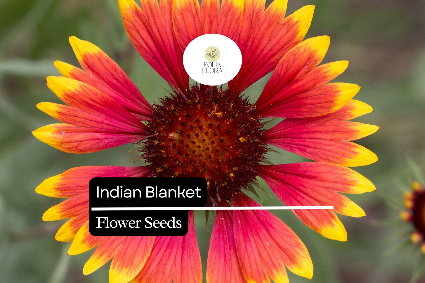 Indian Blanket Seeds (Gaillardia pulchella) | 25 Seeds | Colorful Perennial Wildflower for Pollinators