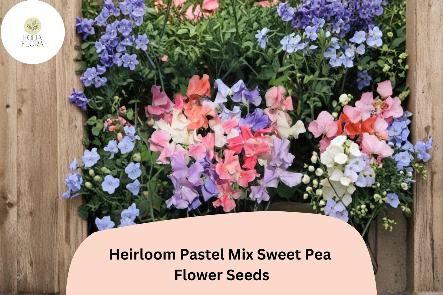 Heirloom Pastel Mix Sweet Pea Seeds | Lathyrus odoratus Flowers Soft Pink Lavender White (50+ Seeds)
