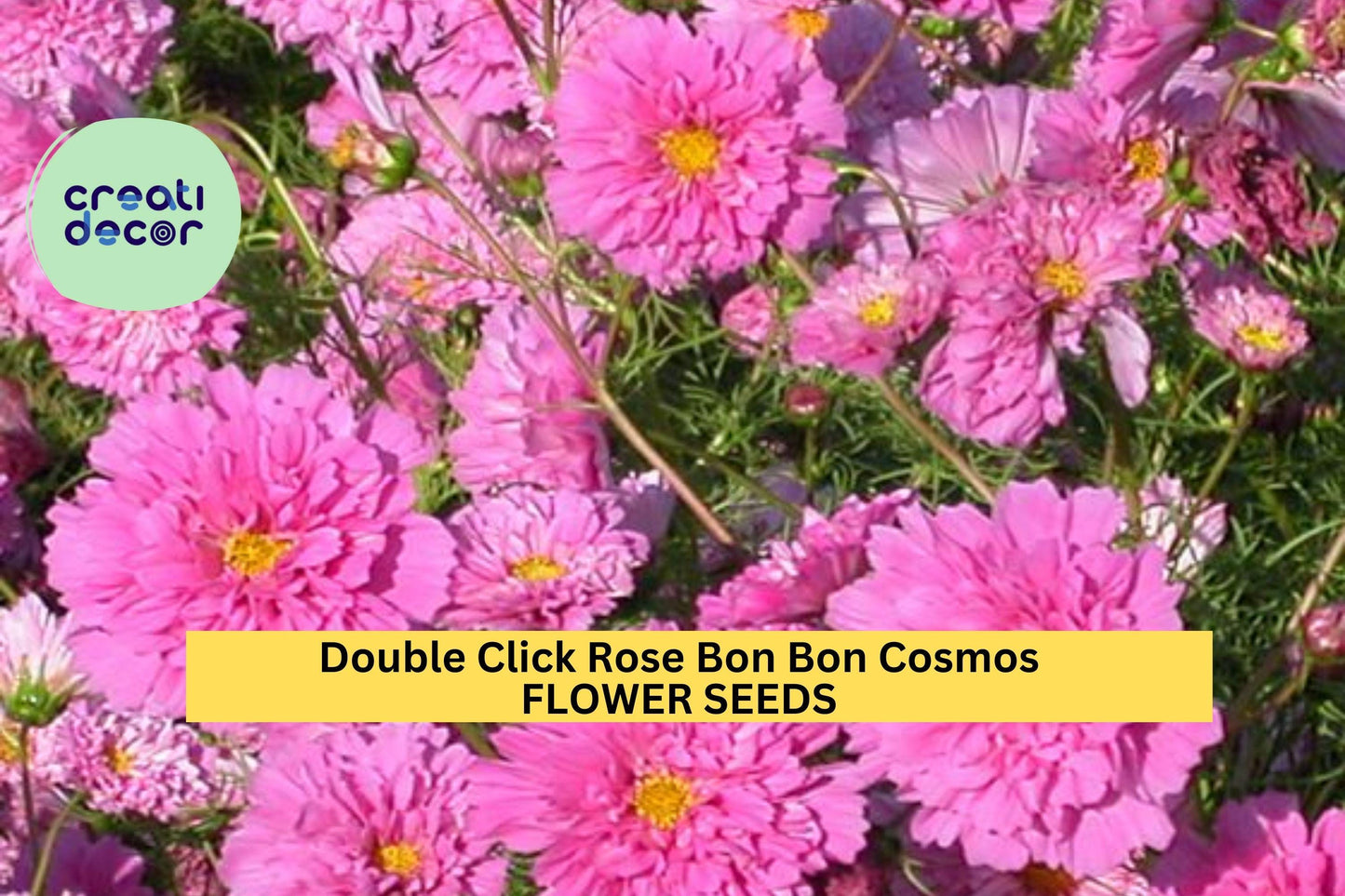 200+ Double Click Rose Bon Bon Cosmos Seeds – Fully Double Pink Blooms for Garden Planting, Pollinator-Friendly Annuals – USA