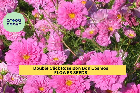 200+ Double Click Rose Bon Bon Cosmos Seeds – Fully Double Pink Blooms for Garden Planting, Pollinator-Friendly Annuals – USA