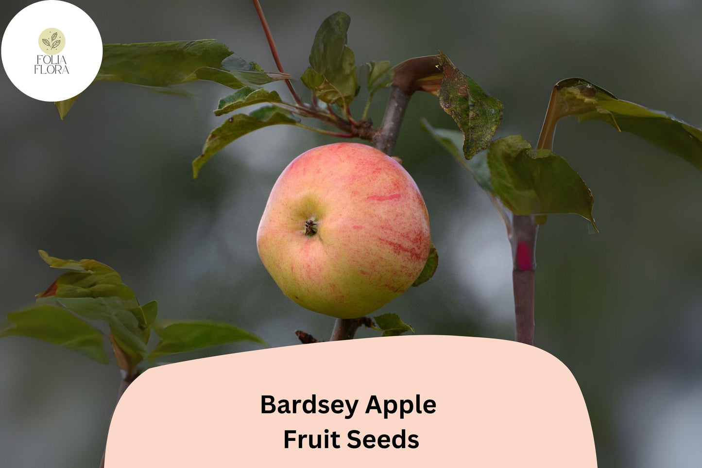 25+ Bardsey Apple Seeds for Planting | Rare Welsh Heirloom Apple Tree | Sweet Lemon-Scented Fruit
