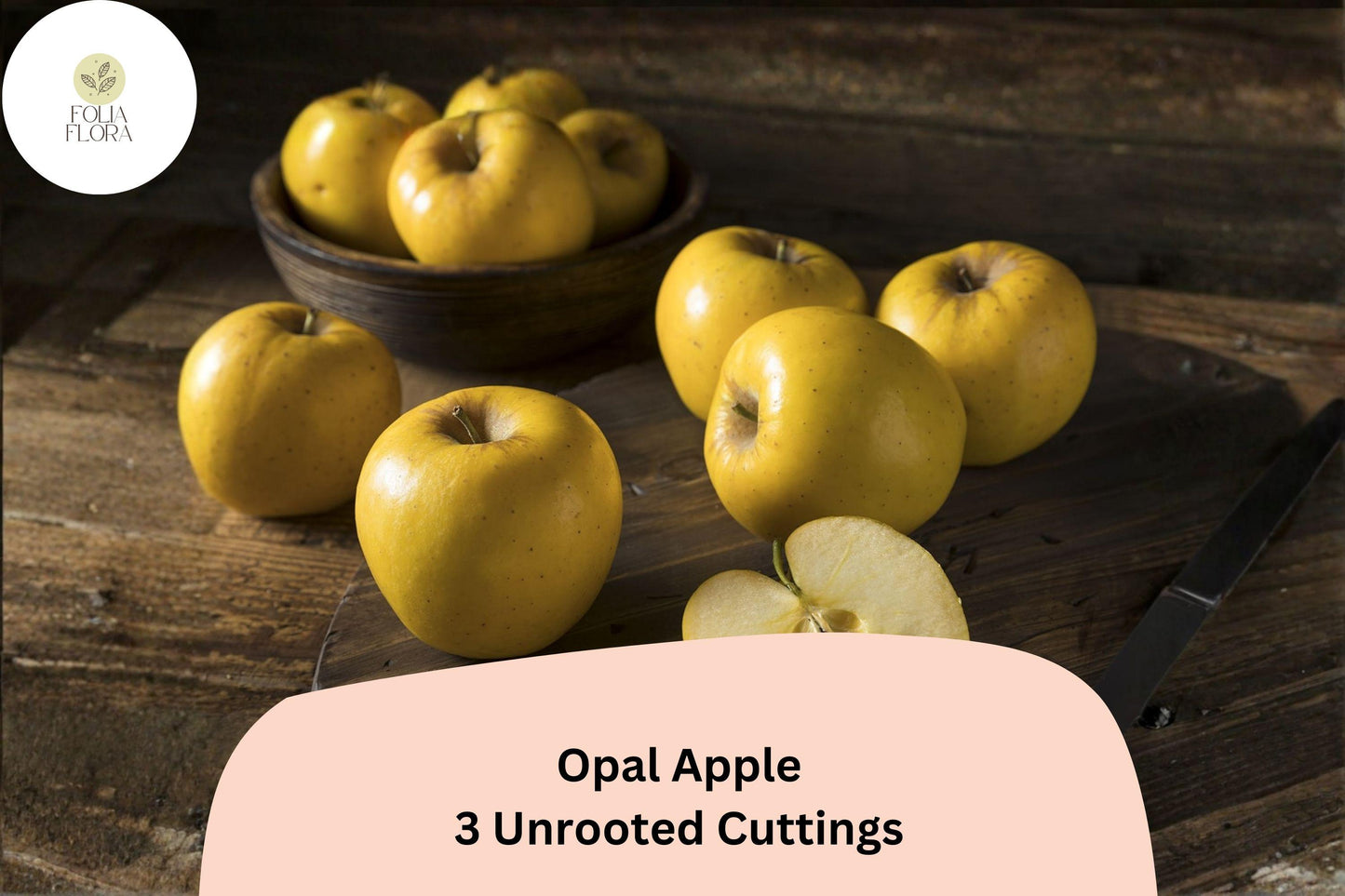 Opal Apple Tree Cuttings – 3 Rare Apple 6"-8" Cuttings for Rooting or Grafting | Fruit Tree Propagation