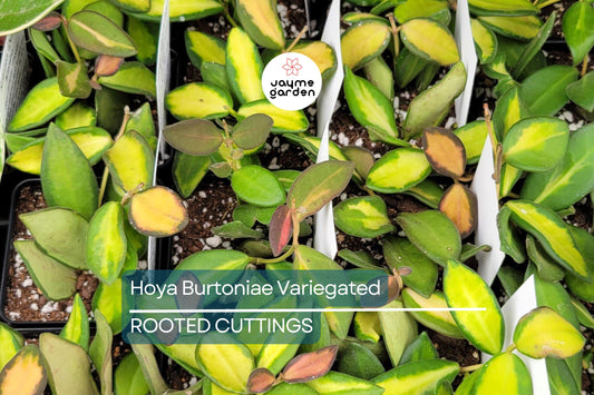Uncommon Hoya Burtoniae Inner Variegated - Exact Plant “A” in 4” Hanging Pot - Rare Variegated Hoya Houseplant