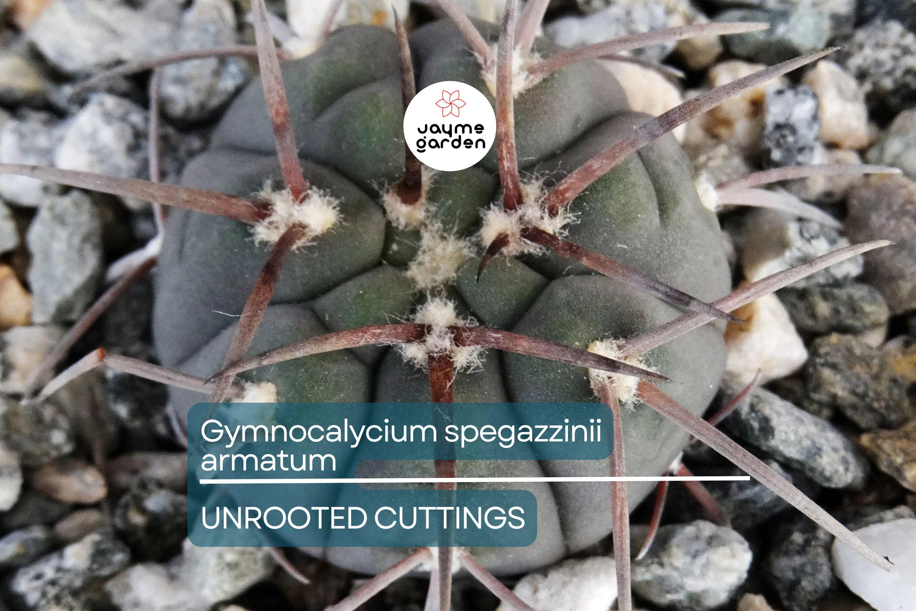 Gymnocalycium spegazzinii armatum Cactus - Live Succulent Plant, 3-4 cm Tall, Rare, Hardy, Beautiful Twisted Spines