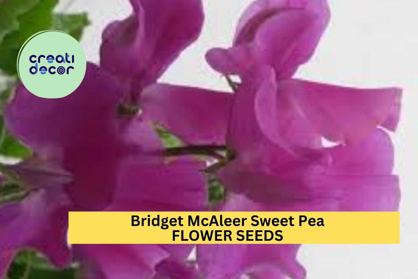 50+ Bridget McAleer Sweet Pea Seeds – Fragrant Pink & White Blooms for Garden Planting, Climbing Vines for Trellises – USA