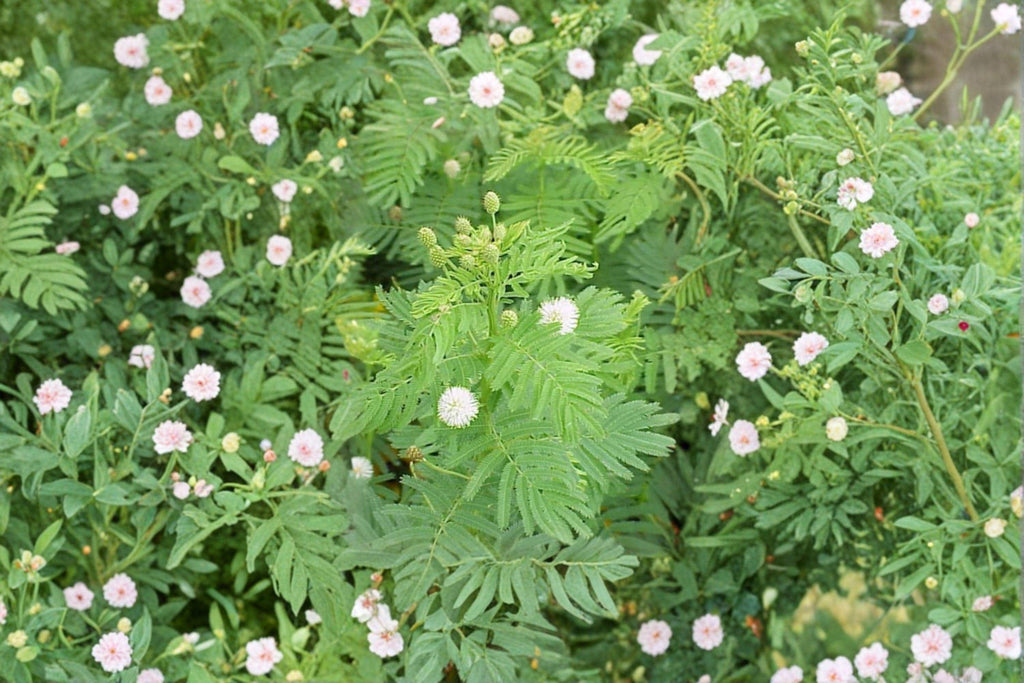 Illinois Bundleflower – Desmanthus illinoensis Seeds | 50 Seeds | Native Prairie Wildflower | Nitrogen-Fixing Pollinator Plant