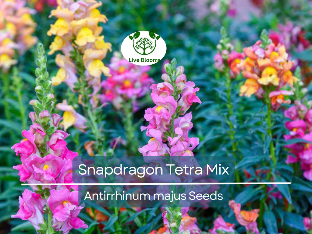 500 Seeds Snapdragon Tetra Mix (Antirrhinum majus) Semi-Dwarf, Multi-Colored Blooms, Non-GMO, Attracts Butterflies, Vibrant Garden Flowers