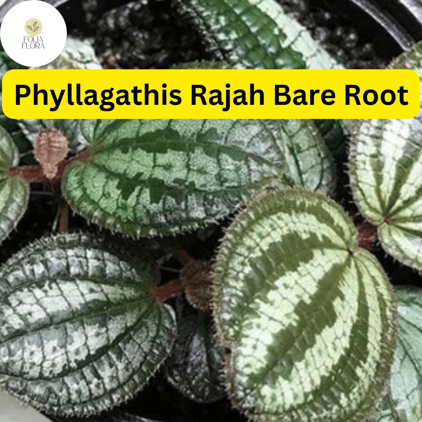 1 Phyllagathis rajah, Live Bare Root Terrarium Plant, Rare Tropical Foliage for Indoor Gardens