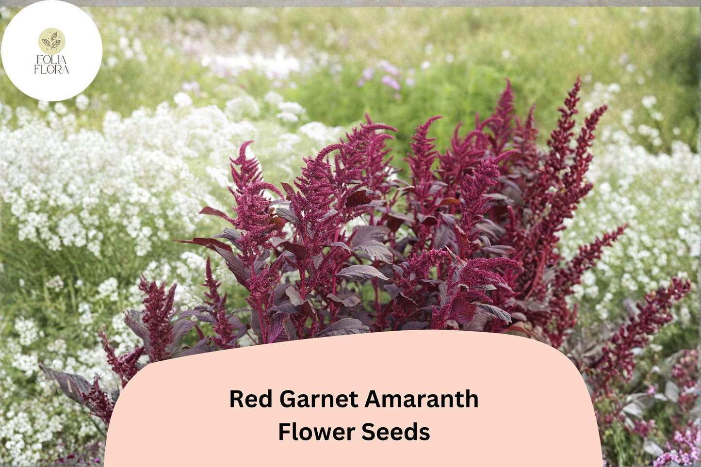 Red Garnet Amaranth Seeds – 100 Amaranthus tricolor | Easy Grow Garden Annual for Beds, Borders