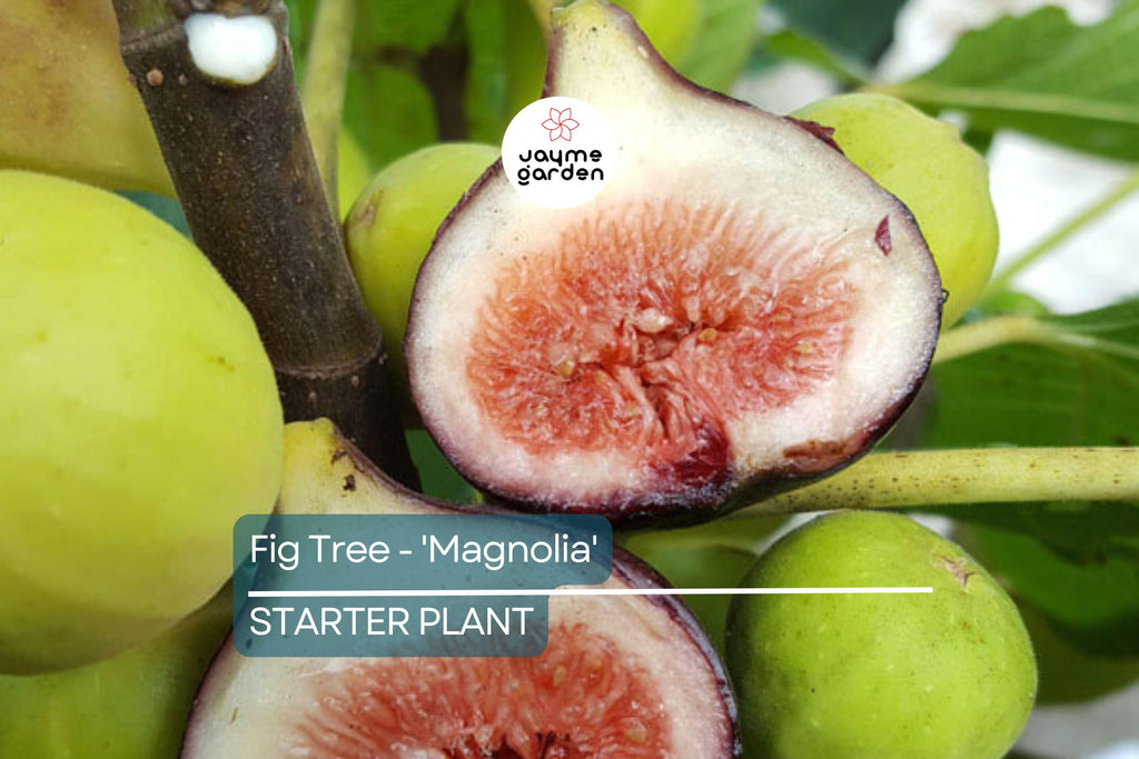 Magnolia Fig Tree | Ficus Carica | Fruiting Tree | Zones 7-10 | Blowout Price