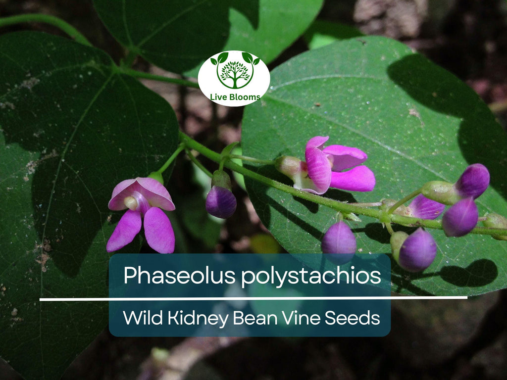 5 Seeds Phaseolus Polystachios – Wild Kidney Bean Vine for Planting | Hardy Climber for Garden & Landscaping | Native Legume Species