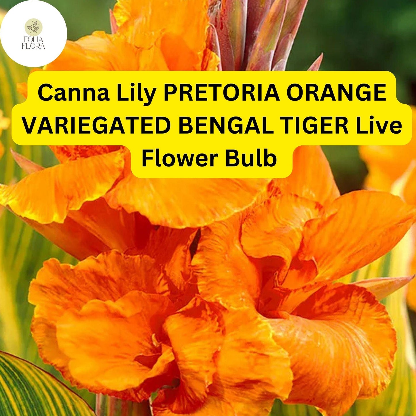 Canna Lily Pretoria Bengal Tiger | 1 Live Bulb | Orange Variegated Tropical Flower, Tall, Lush Foliage, Perennial, Pollinator-Friendly