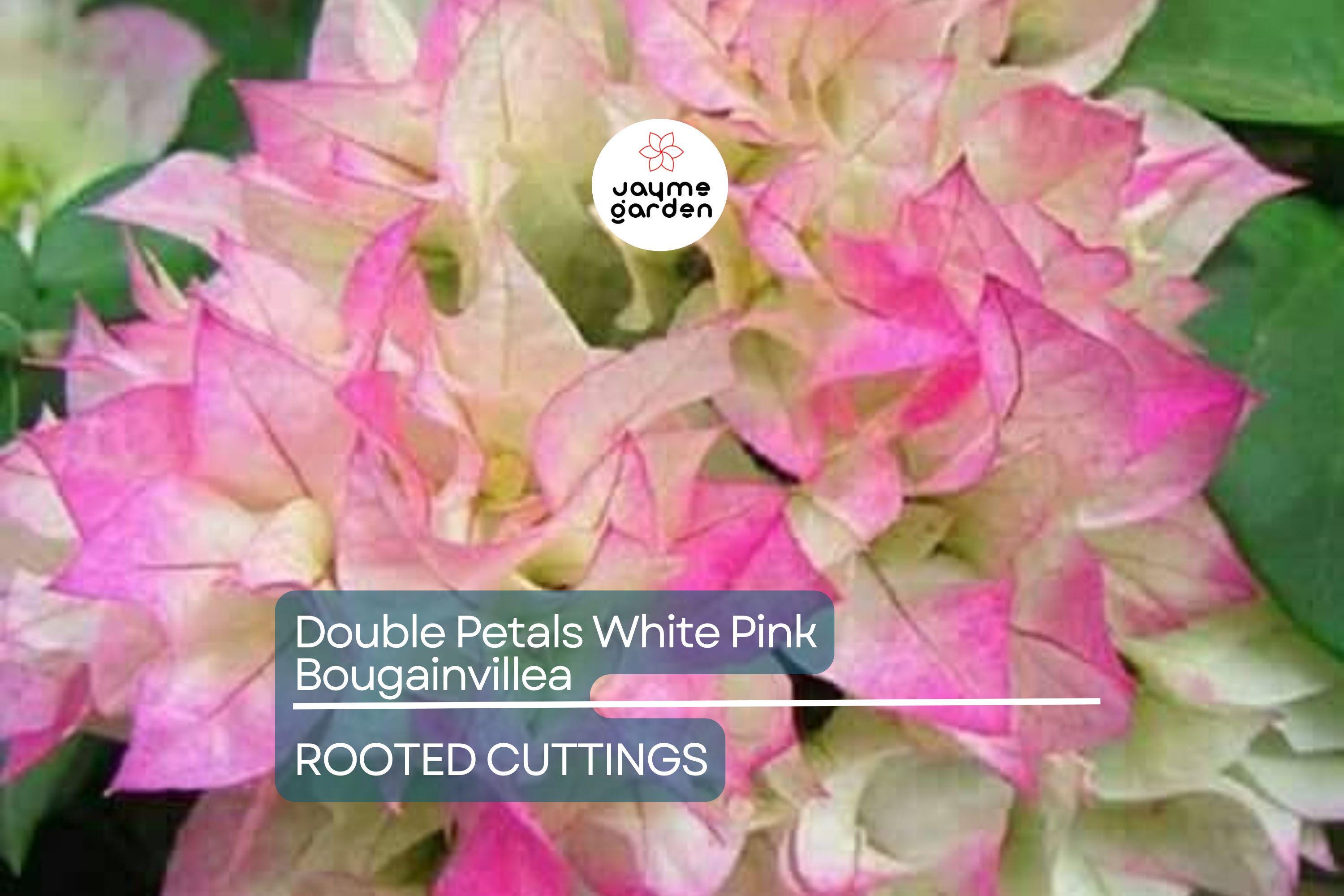 Rare Double Petal White Pink Bougainvillea Cuttings - 3 Fresh, 3-5", Climbing Plant, Medium Fragrance, Summer to Winter Blooms
