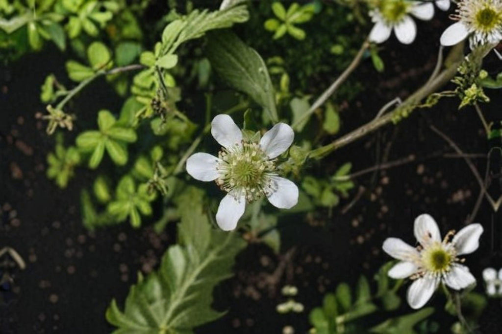 White Avens – Geum canadense, Native Woodland Perennial | Shade Tolerant (100 Seeds)