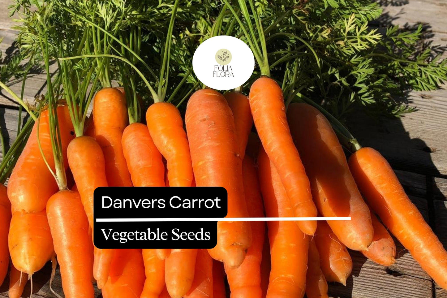 300 Danvers Carrot Seeds – Daucus carota – Sweet, Crisp, Heirloom Variety, Deep Orange Roots, Non-GMO, Ideal for Cooking & Snacking