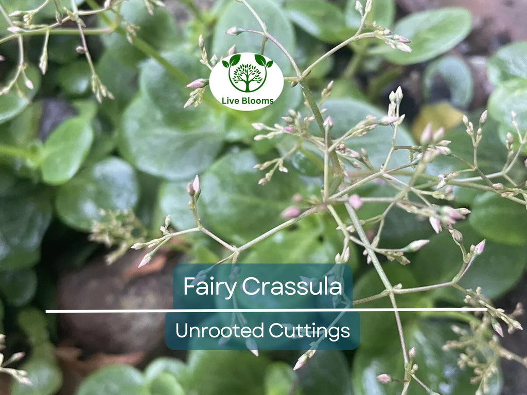 3 Fairy Crassula Succulent 3" Unrooted Cuttings - Crassula Multicava, Calico Kitten, Easy Care Houseplant, Rare Succulent for Gardening