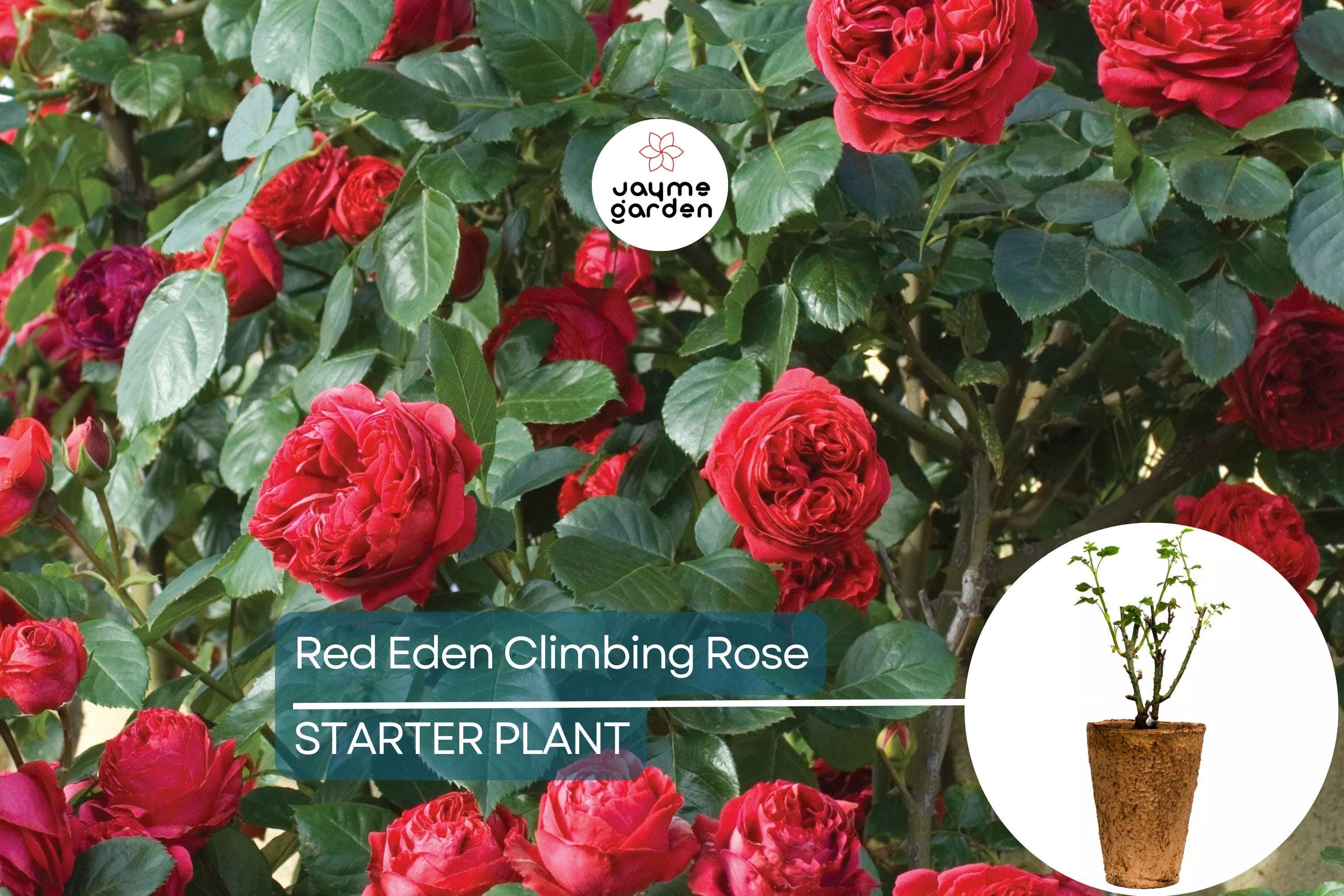 Red Eden Climbing Rose Plant - 1.5 Gal | Large Crimson Blooms | 100+ Petals | Fragrant Tea Scent | Own-Root |
