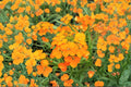 Siberian Wallflower – Cheiranthus allionii / Erysimum cheiri Seeds | 100 Seeds | Bright Orange Blooms