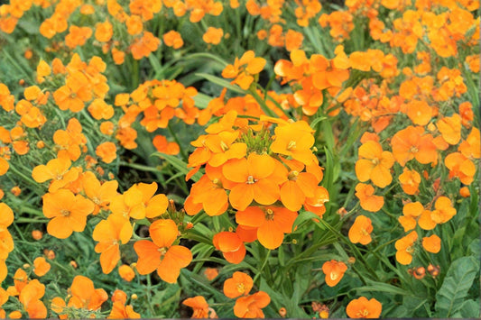 Siberian Wallflower – Cheiranthus allionii / Erysimum cheiri Seeds | 100 Seeds | Bright Orange Blooms
