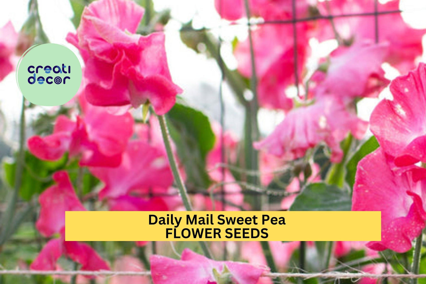 50+ Daily Mail Sweet Pea Seeds – Fragrant Rich Purple Blooms for Garden Planting, Climbing Vines for Trellises & Bouquets – USA