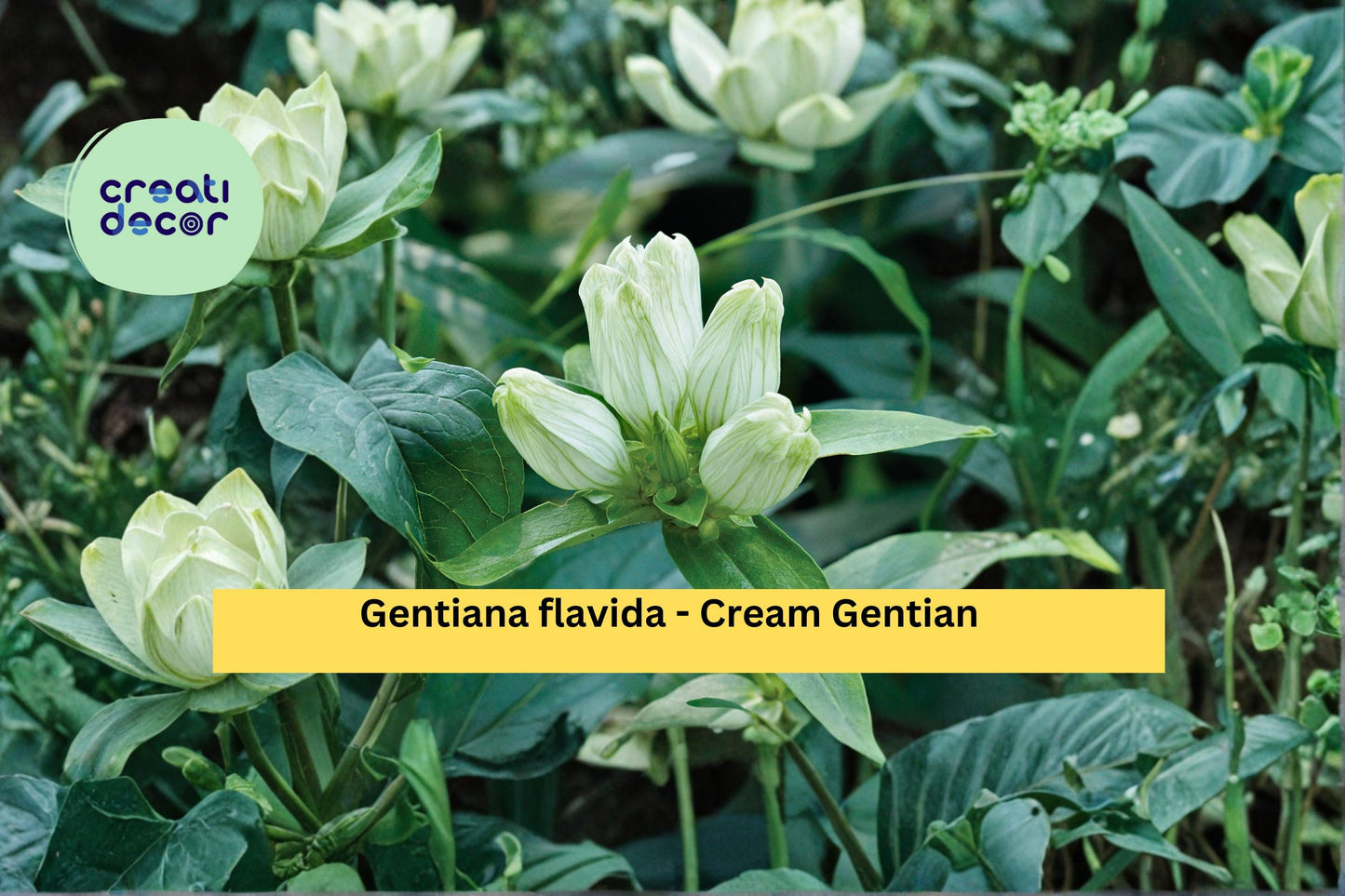 Cream Gentian Seeds Gentiana flavida 100 Count Native Wildflower Garden Plant Pale Yellow Flower Seeds