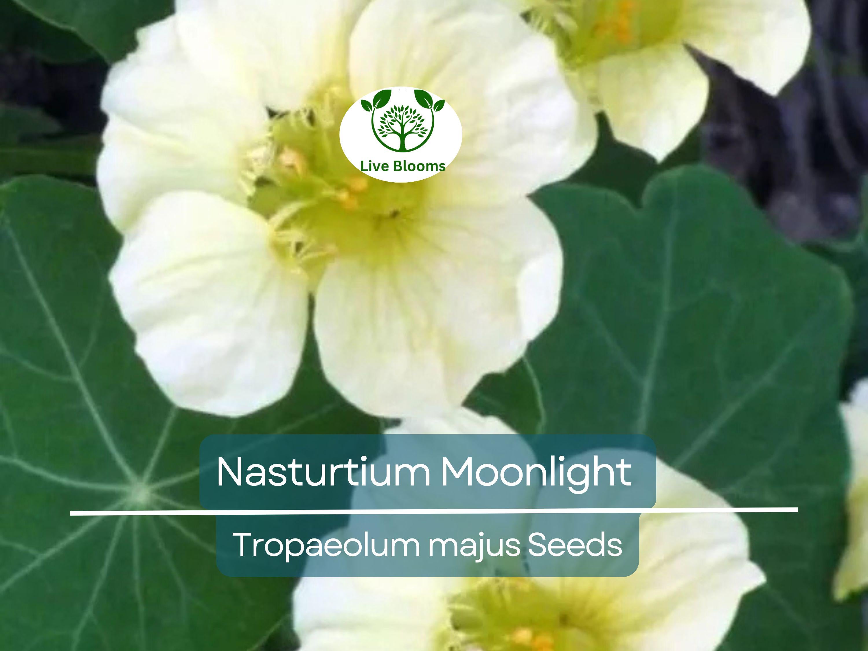 10 Nasturtium Moonlight Seeds, Creamy White Edible Flowers, Heirloom, Non-GMO, Beautiful Garden & Salad Flowers, Organic Healthy