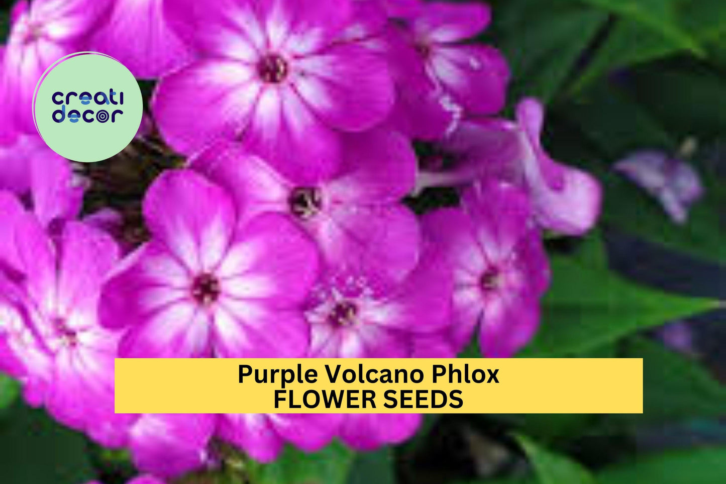 100+ Purple Volcano Phlox Seeds – Fragrant Purple Cluster Blooms for Garden Planting, Pollinator-Friendly Perennial – USA
