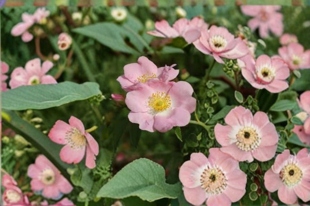 Pasture Rose Seeds – Rosa carolina | 10 Seeds |Hardy Pink Flowering Shrub