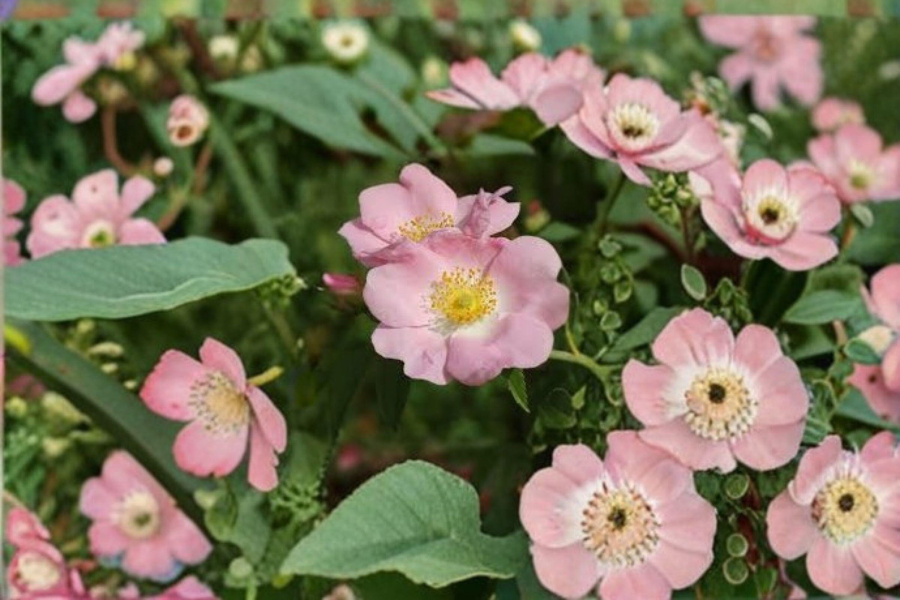 Pasture Rose Seeds – Rosa carolina | 10 Seeds |Hardy Pink Flowering Shrub