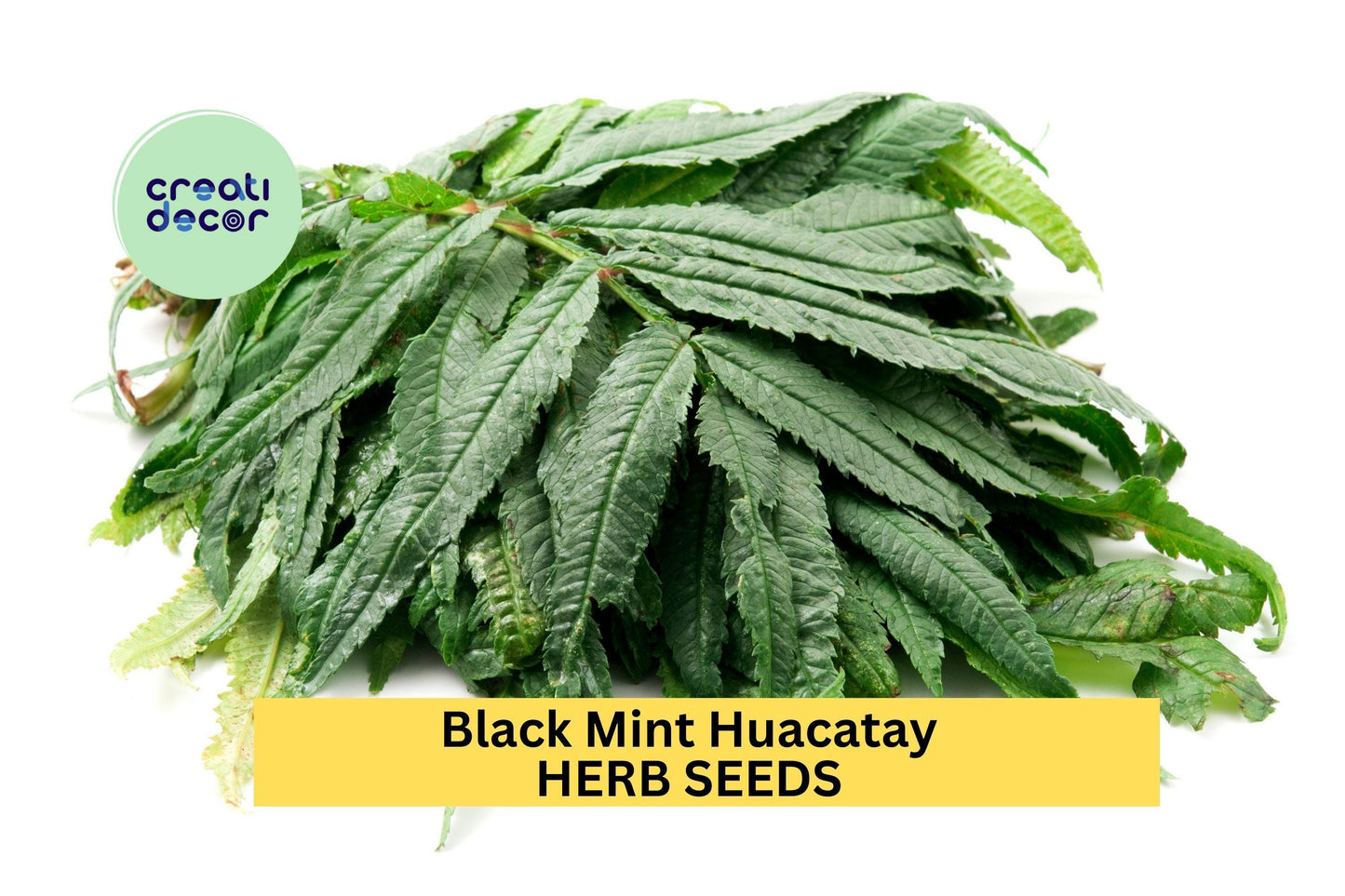 3pcs of 100mg Black Mint Huacatay Seeds – Peruvian Herb for Culinary Use, Garden Beds, and Aromatic Herb Gardens Seeds for Planting