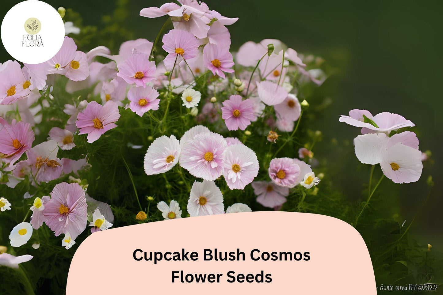 200+ Cupcake Blush Cosmos Seeds | Cosmos Bipinnatus Soft Pink Annual Flower Garden Seeds