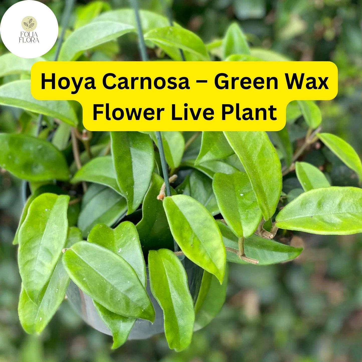 1 Hoya Carnosa – Green Wax Flower Live Plant 5" in 3” Pot – Easy-Care Porcelain Flower Houseplant