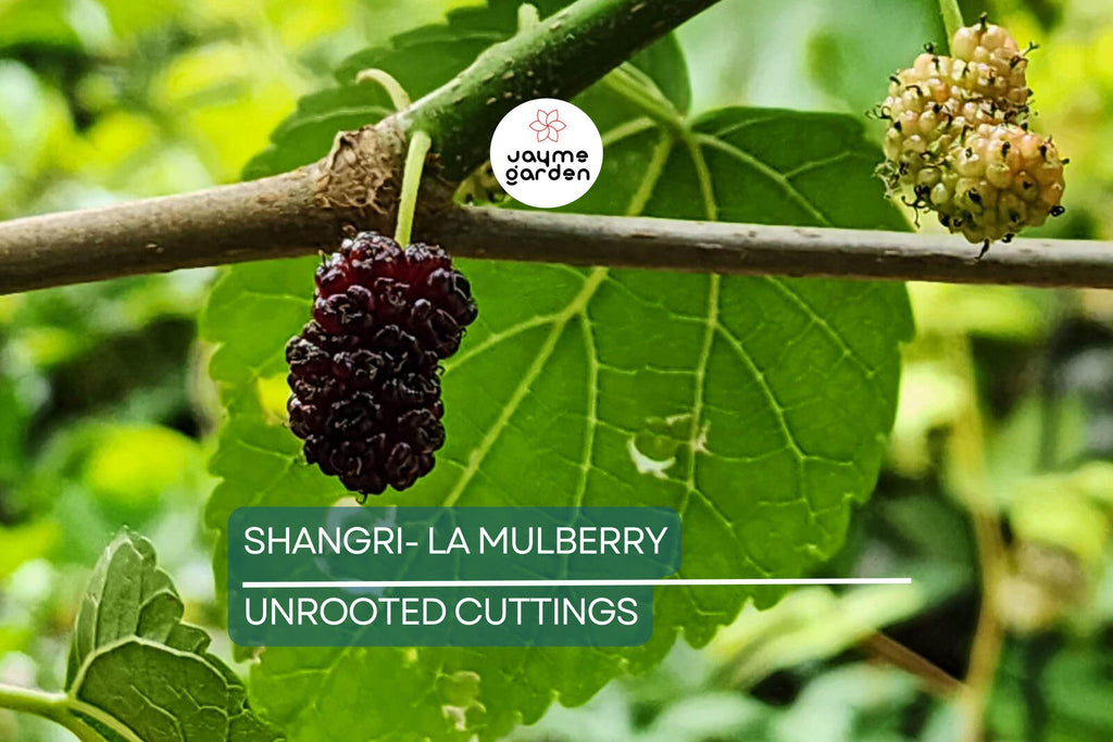 12 Fresh Shangri-La Mulberry Cuttings for Rooting or Grafting, Sweet Large Fruits