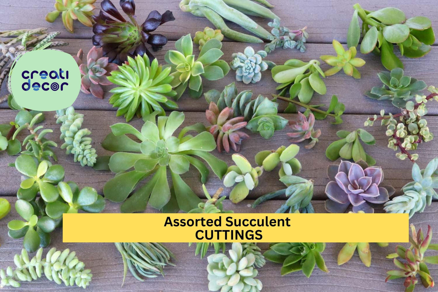 15 Assorted Succulent Cuttings | No Repeats | Unrooted Starter Set | Ready to Plant | Rare Mix for Garden, Crafts, Arrangements